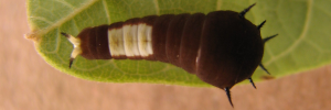 Early Larvae Top of Green Spotted Triangle - Graphium agamemnon ligatus